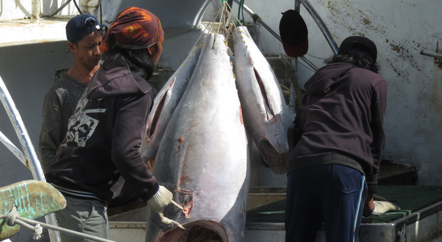 New report launched — Moving Tuna: Transhipment in the Western Indian Ocean